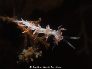 Coryphella verta Nudibranch with eggs by Pauline Walsh Jacobson 